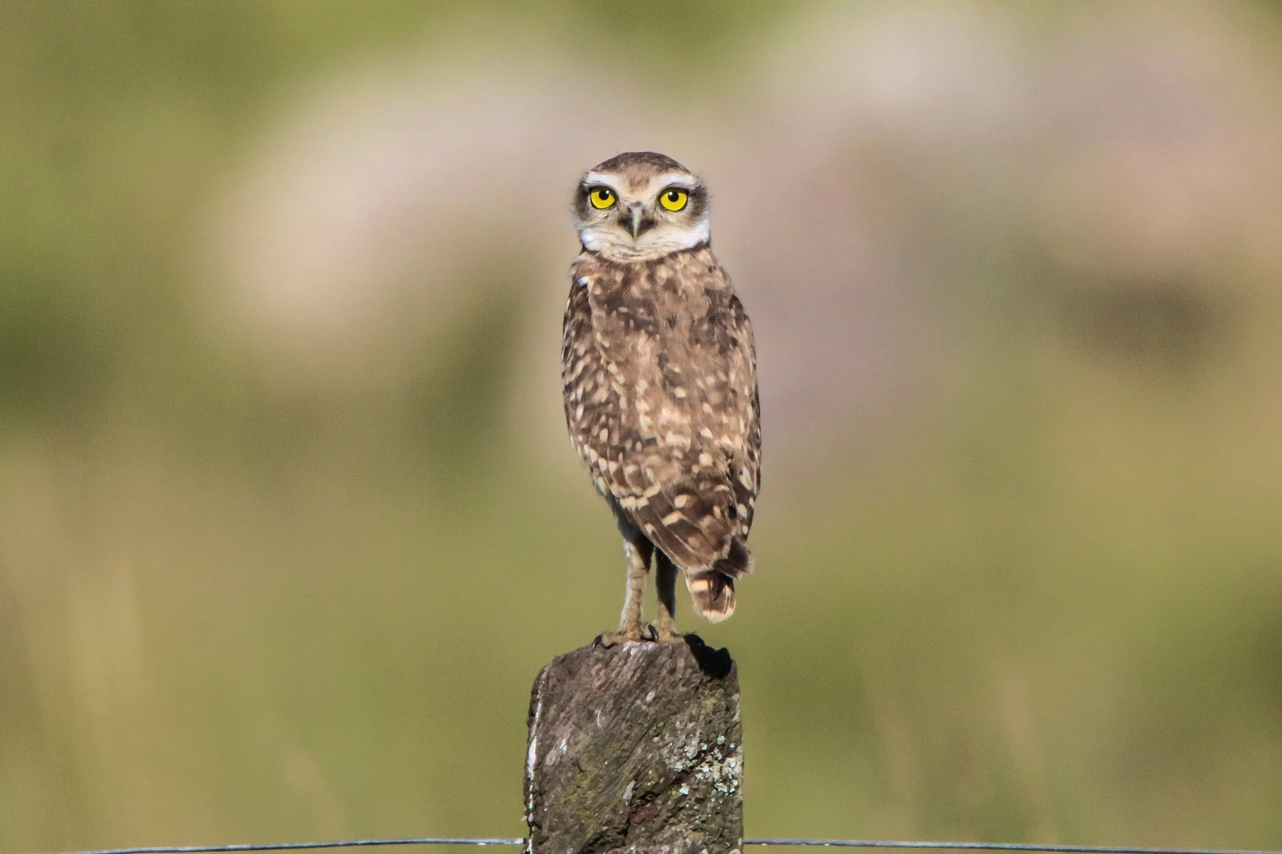 owl.jpg