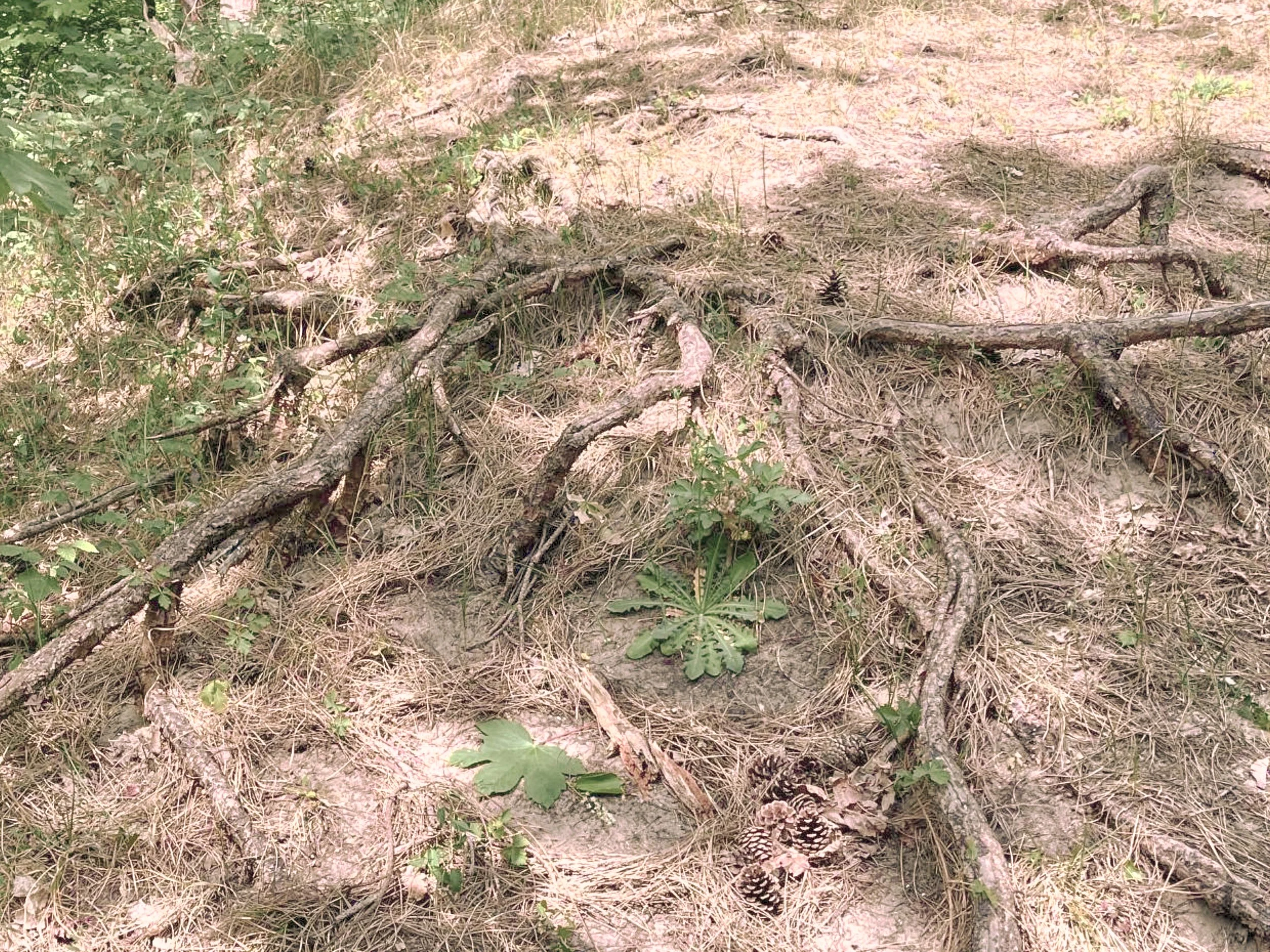 Groepsexpeditie Aarde