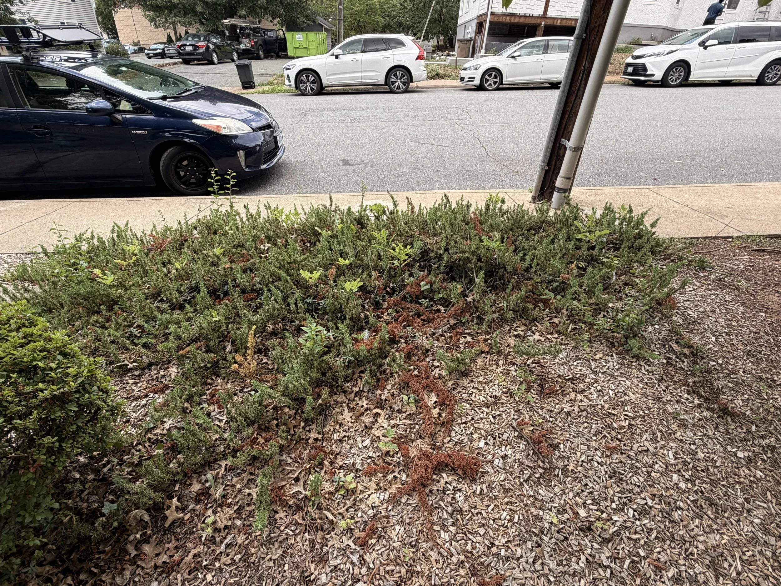 A street view with cars parked along the curb and a power pole leaning at an angle. There are green plants and mulch in the foreground.