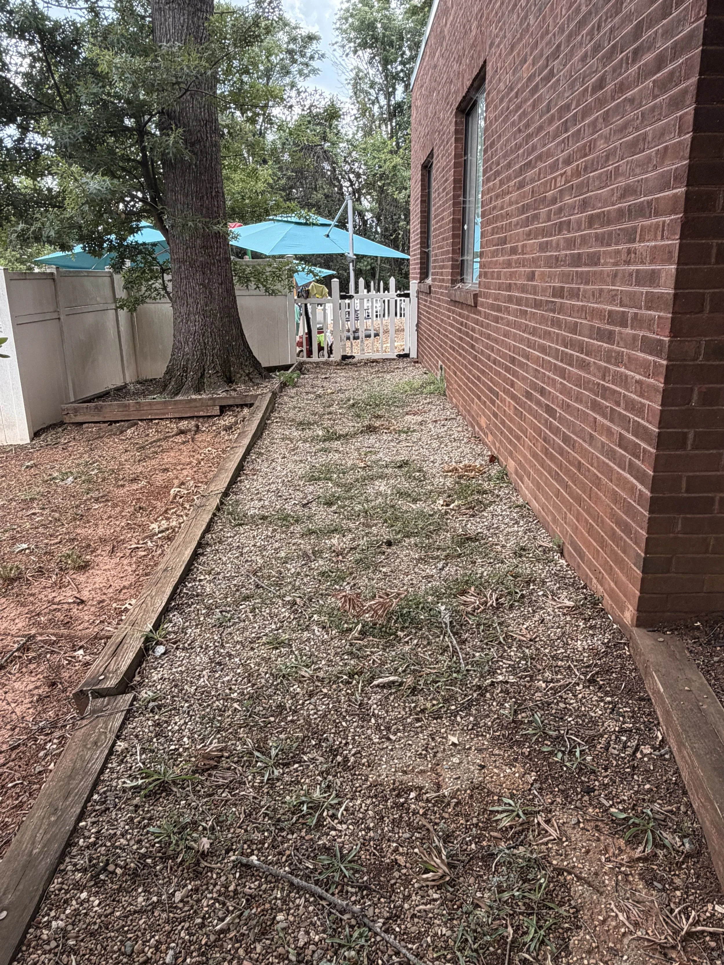 Backyard pathway with dirt and small plants, red brick house wall on the right, large tree on the left, white fence with blue umbrellas in the background.