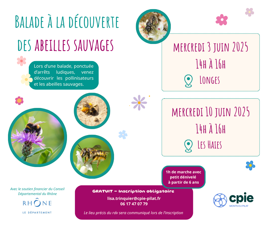 Balades à la découverte des abeilles sauvages - 3 et 10 juin