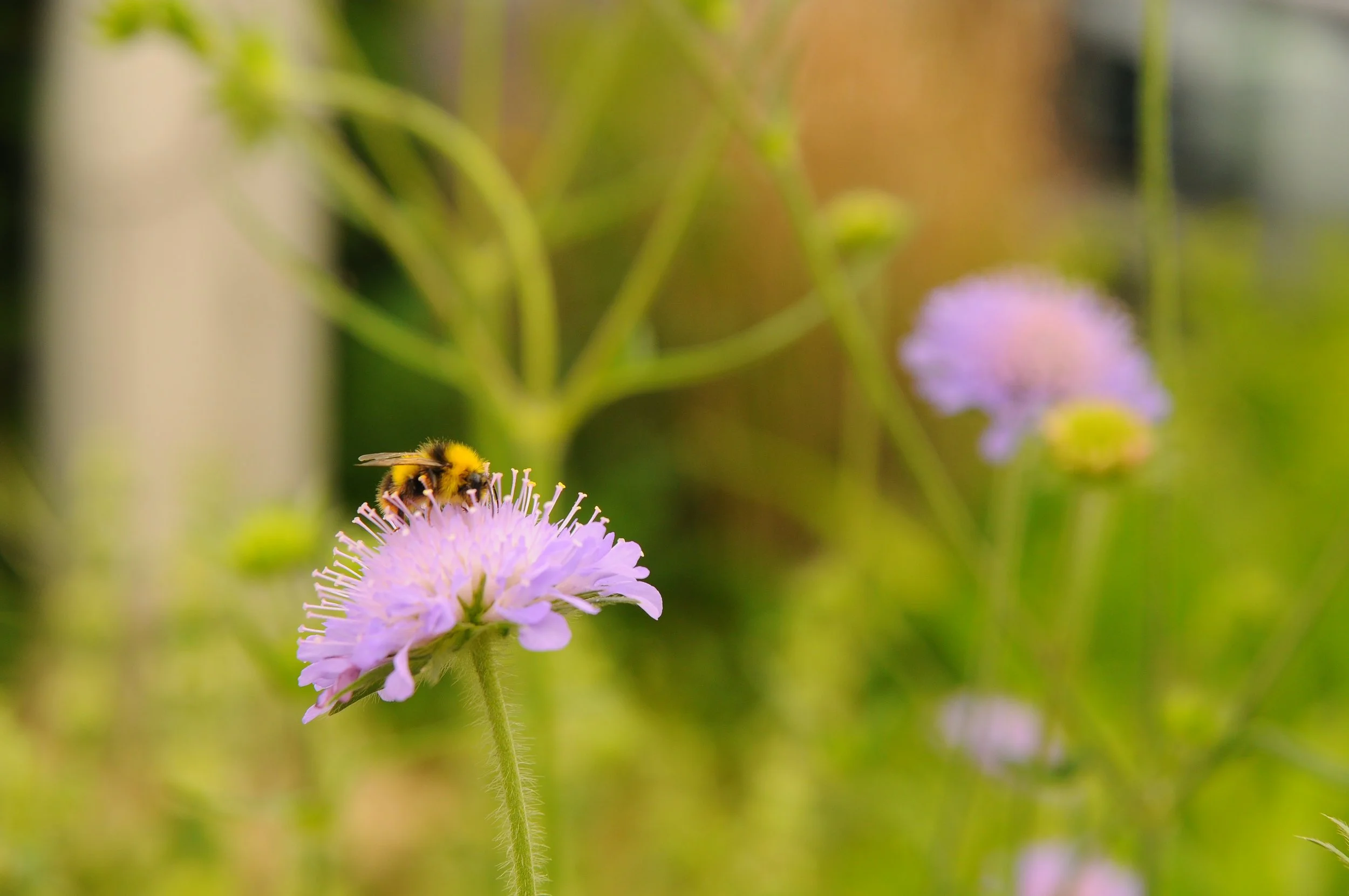 Prise en compte de la biodiversité dans les espaces verts