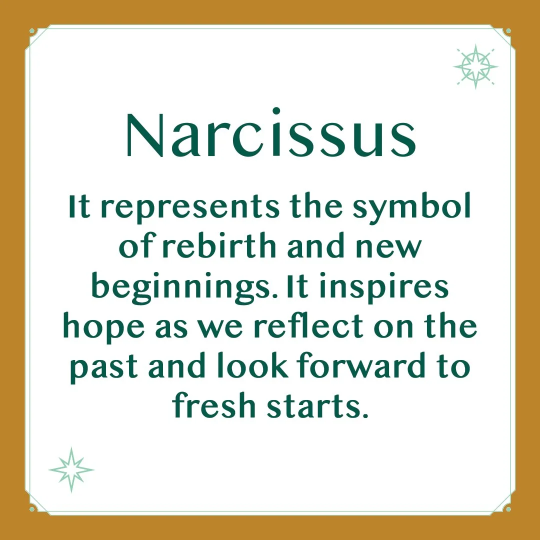 Narcissus 2.jpg