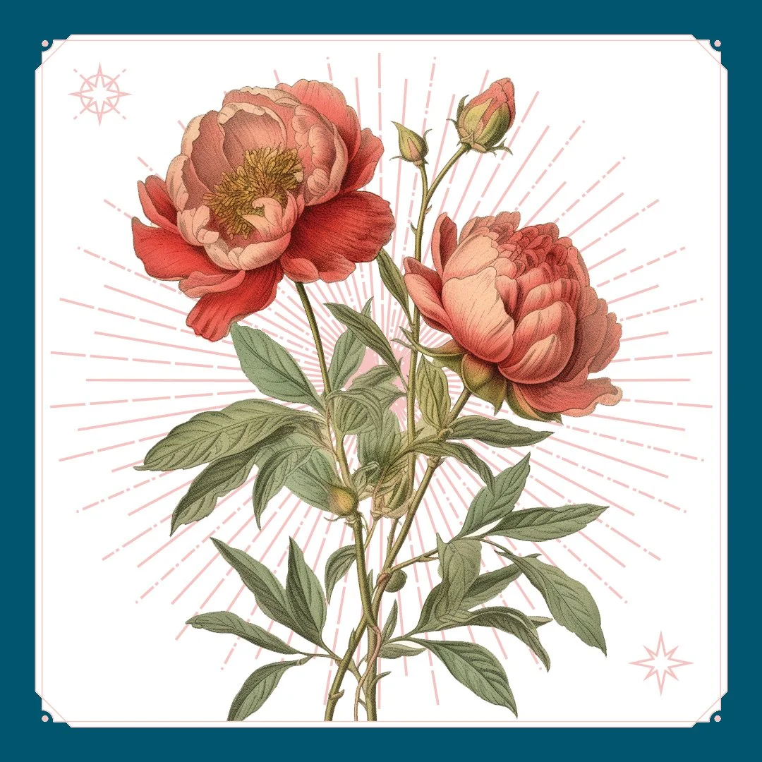 Peonies 1.jpg