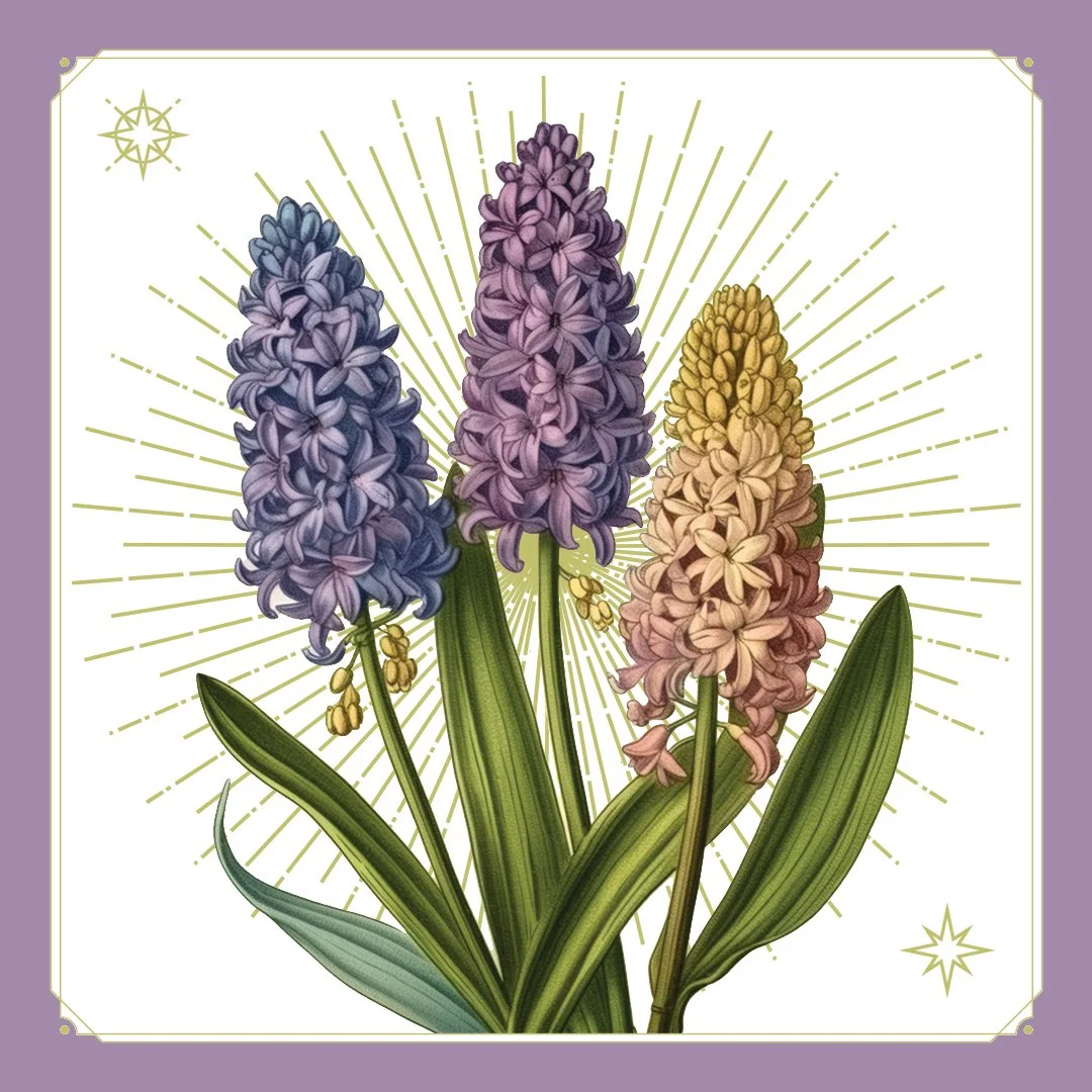 Hyacinth 1.jpg