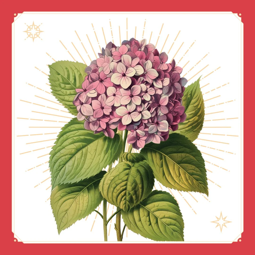 Hydrangea 1.jpg
