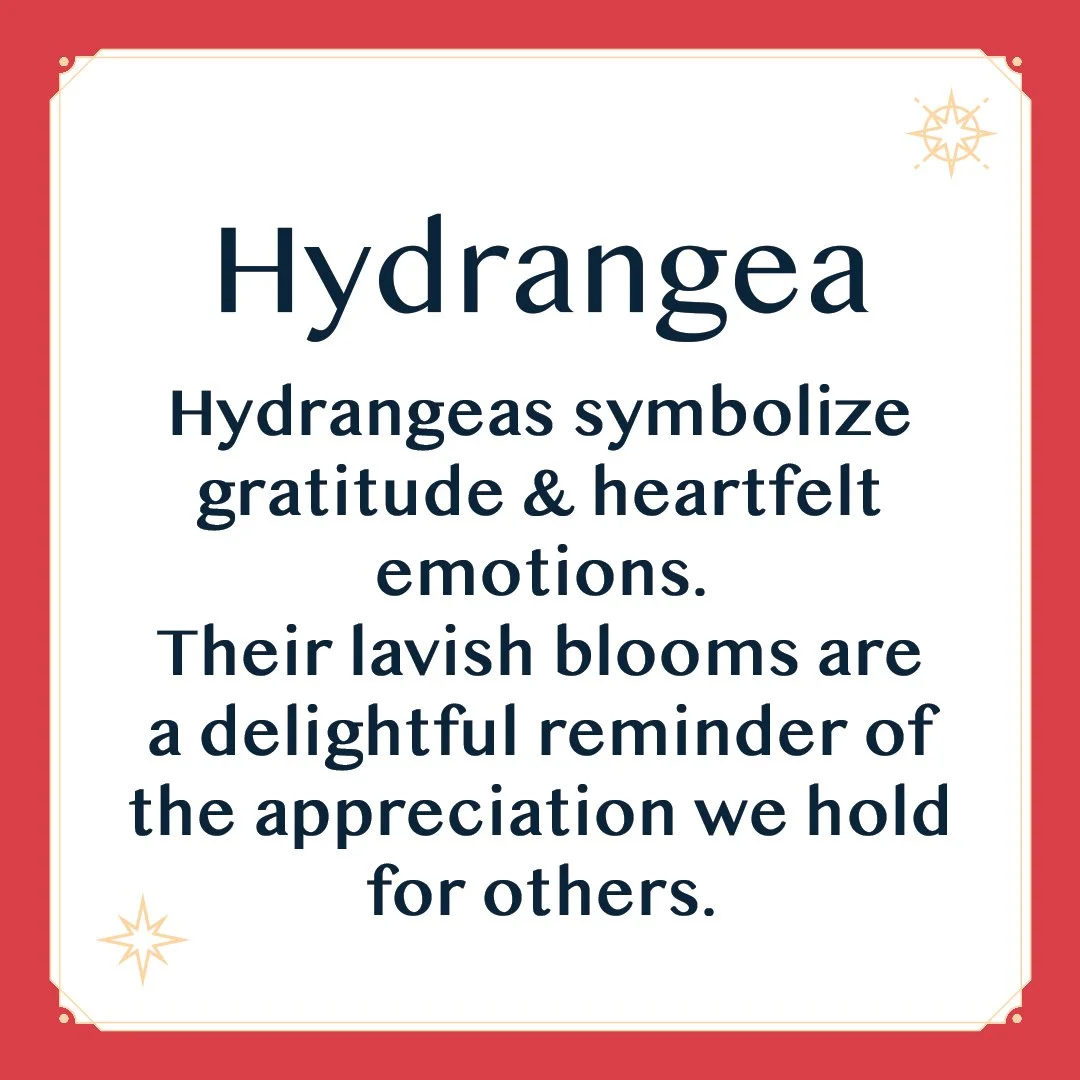Hydrangea 2.jpg