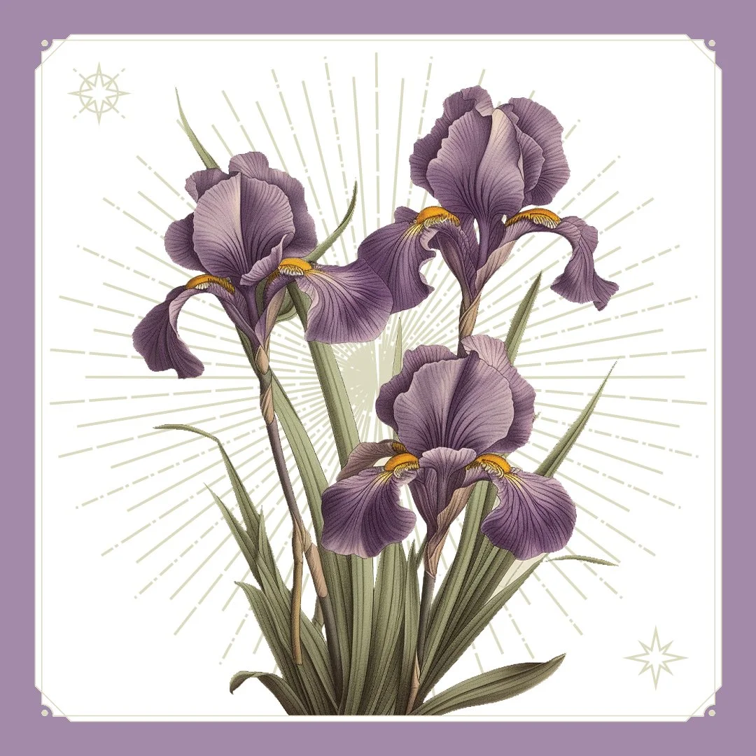 Iris 1.jpg