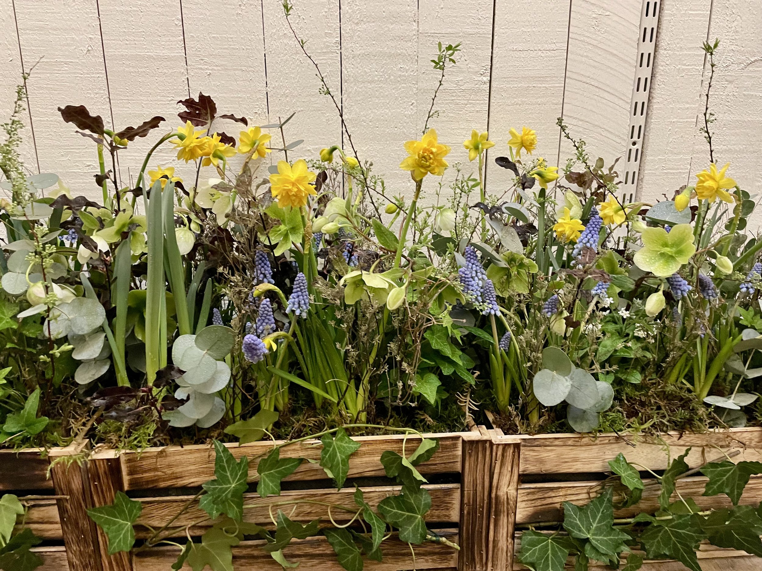 A garden bed with yellow daffodils, purple grape hyacinths, and various green leafy plants against a wooden fence.