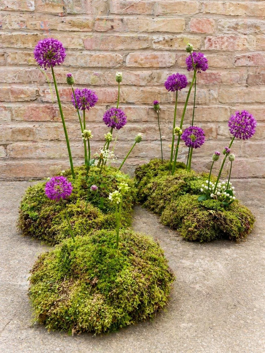 Arrangement of mossy plants with purple and white spherical flowers and tall purple blossoms against a brick wall background.