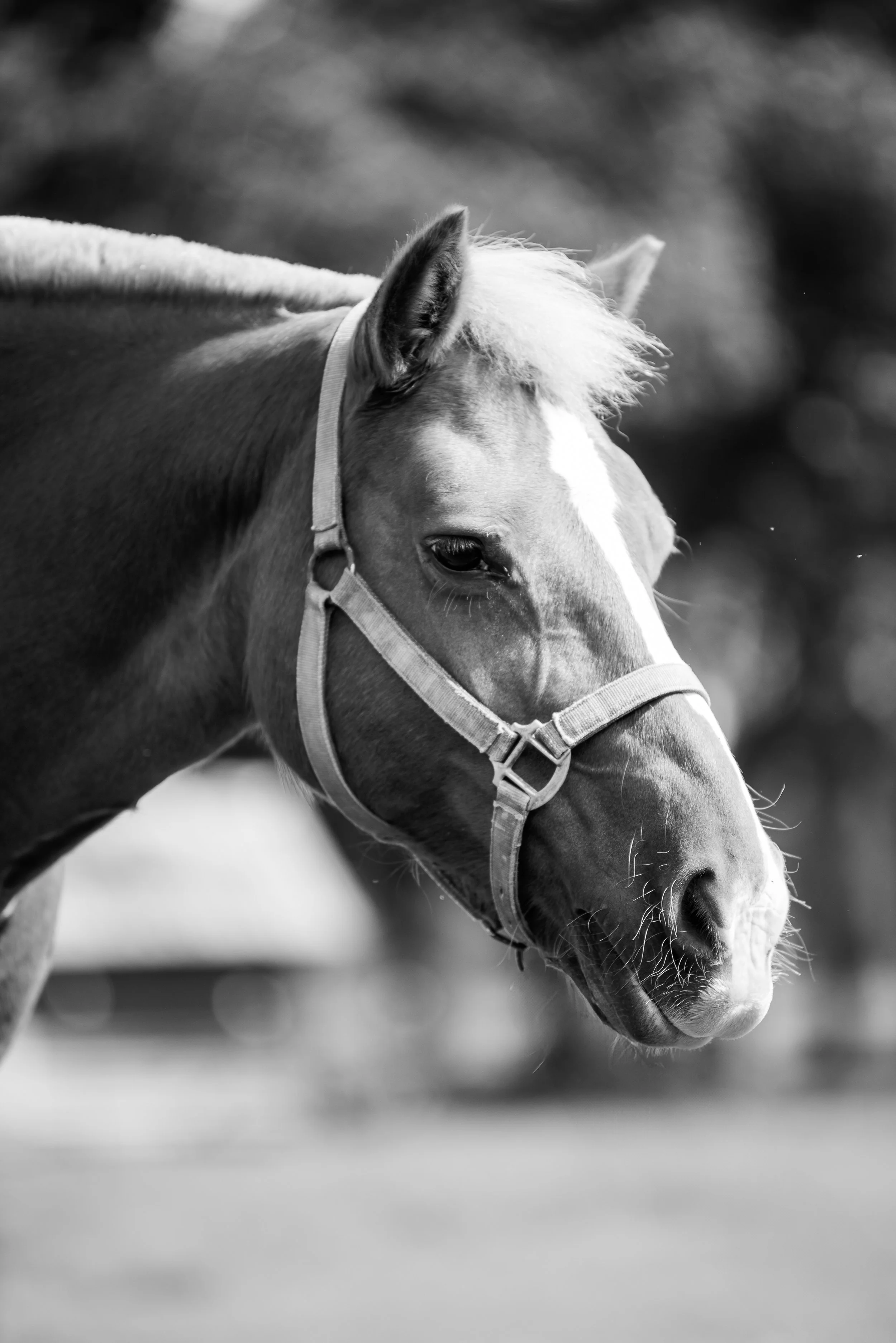 A close-up black and white photograph of a horse wearing a halter, with a blurred background.