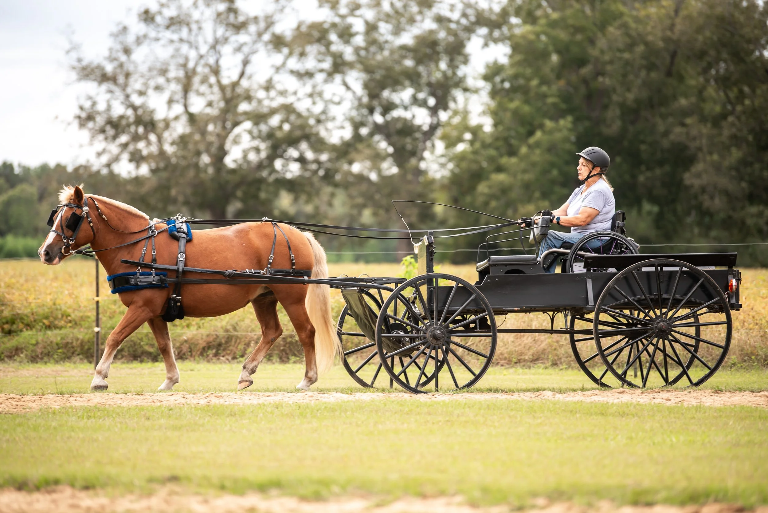 Person in a wheelchair driving a horse-drawn cart on a grassy field.