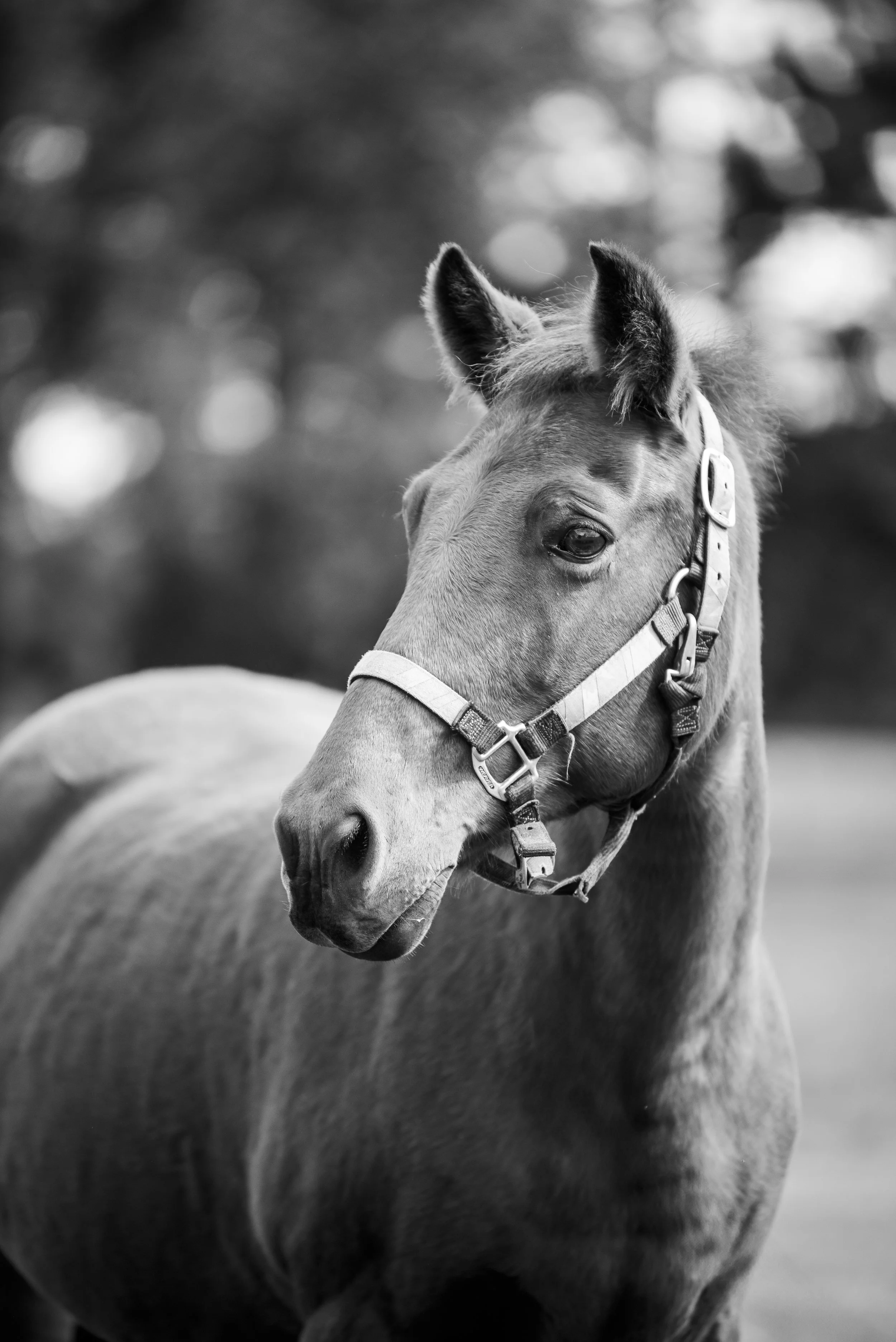 Black and white photo of a young horse with a halter, standing outdoors.