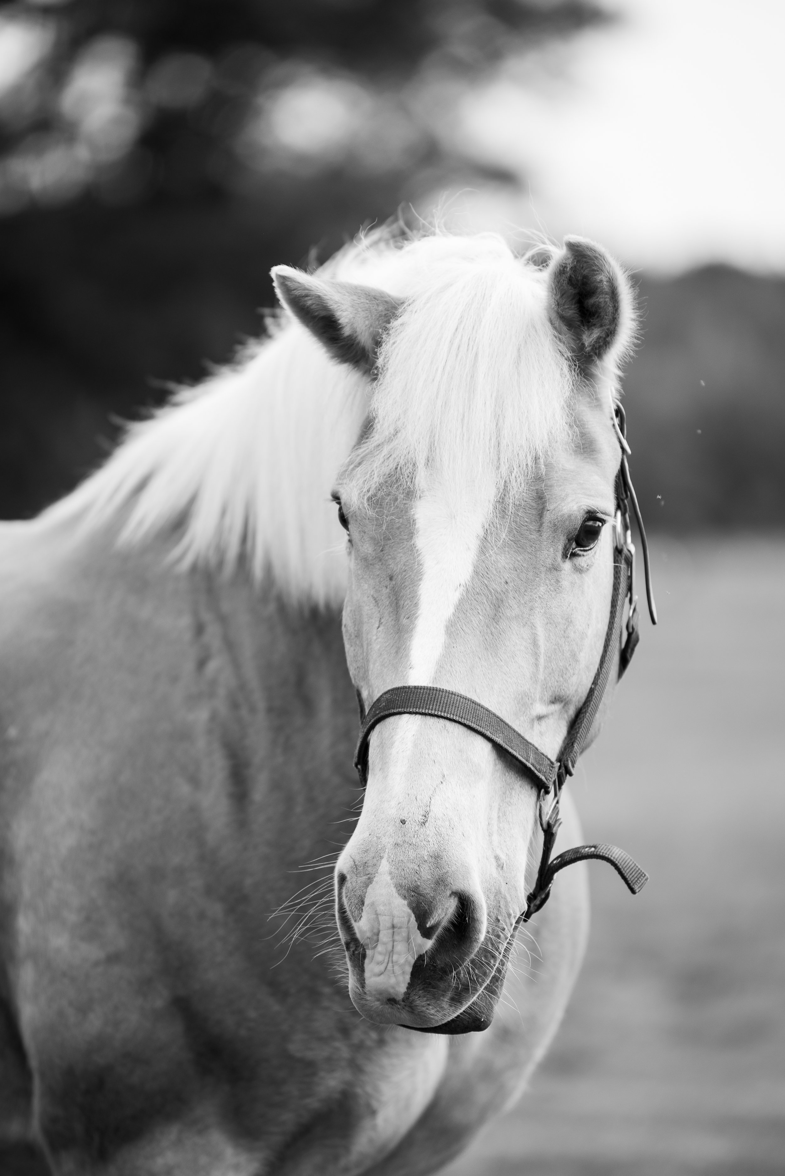 A close-up black and white photo of a light-colored horse with a mane and wearing a halter, standing outdoors with a blurred background.