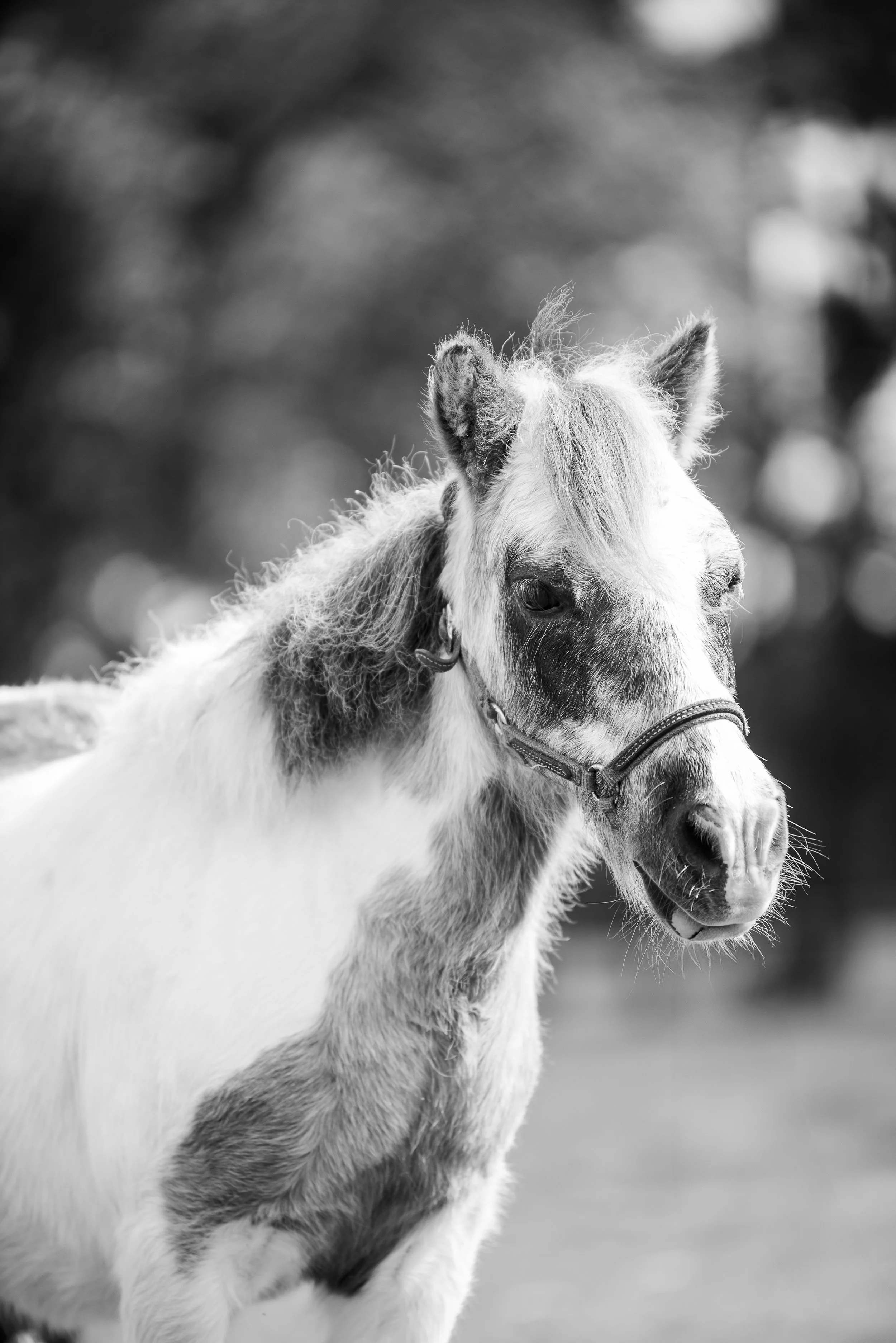 Black and white photo of a small horse or pony with a mane and a halter on its head.