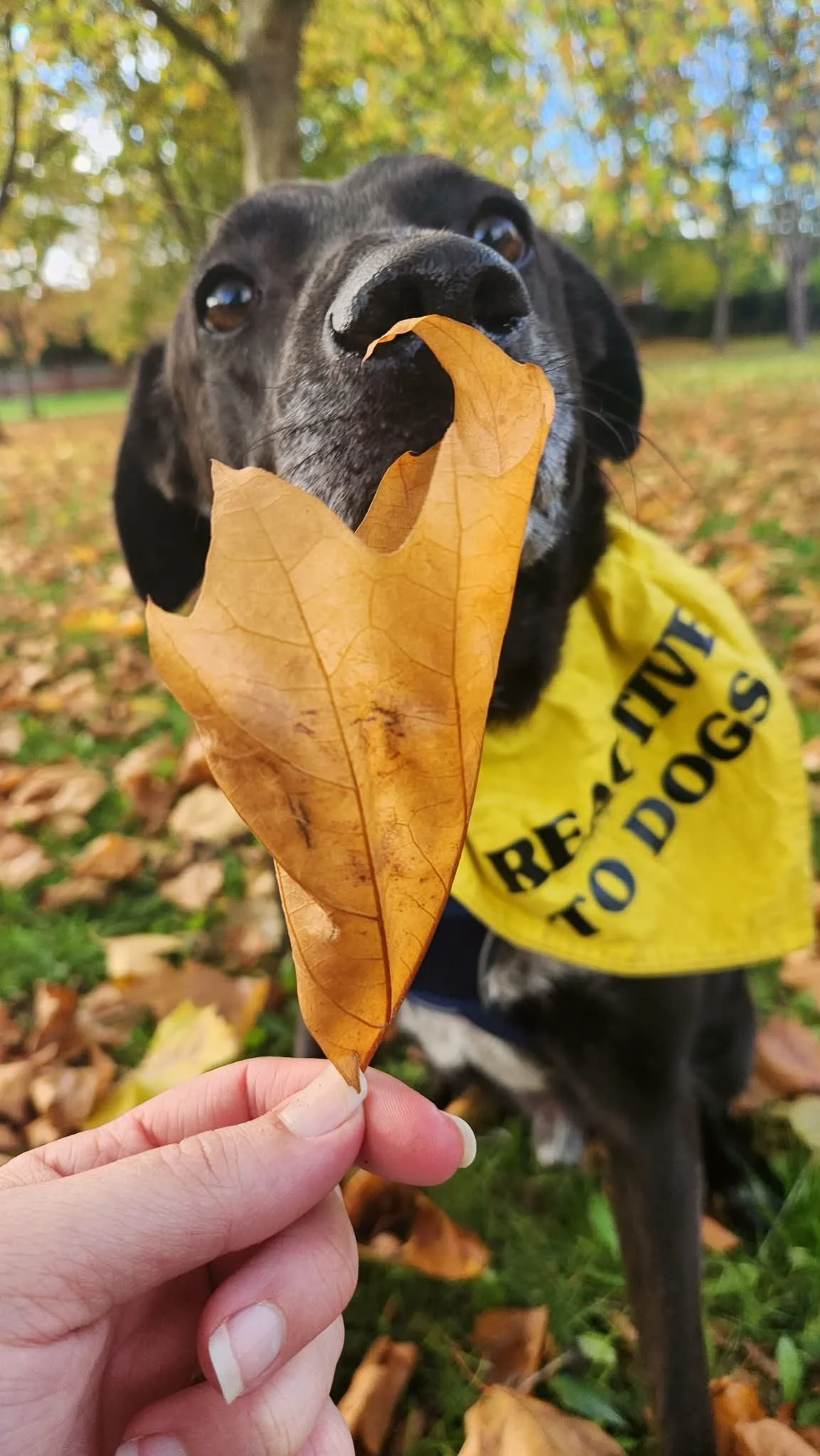 Sometimes a sniff goes a long way! Basil needed a moment to breathe while a dog passed us nearby, so we diverted attention to a very smelly leaf.