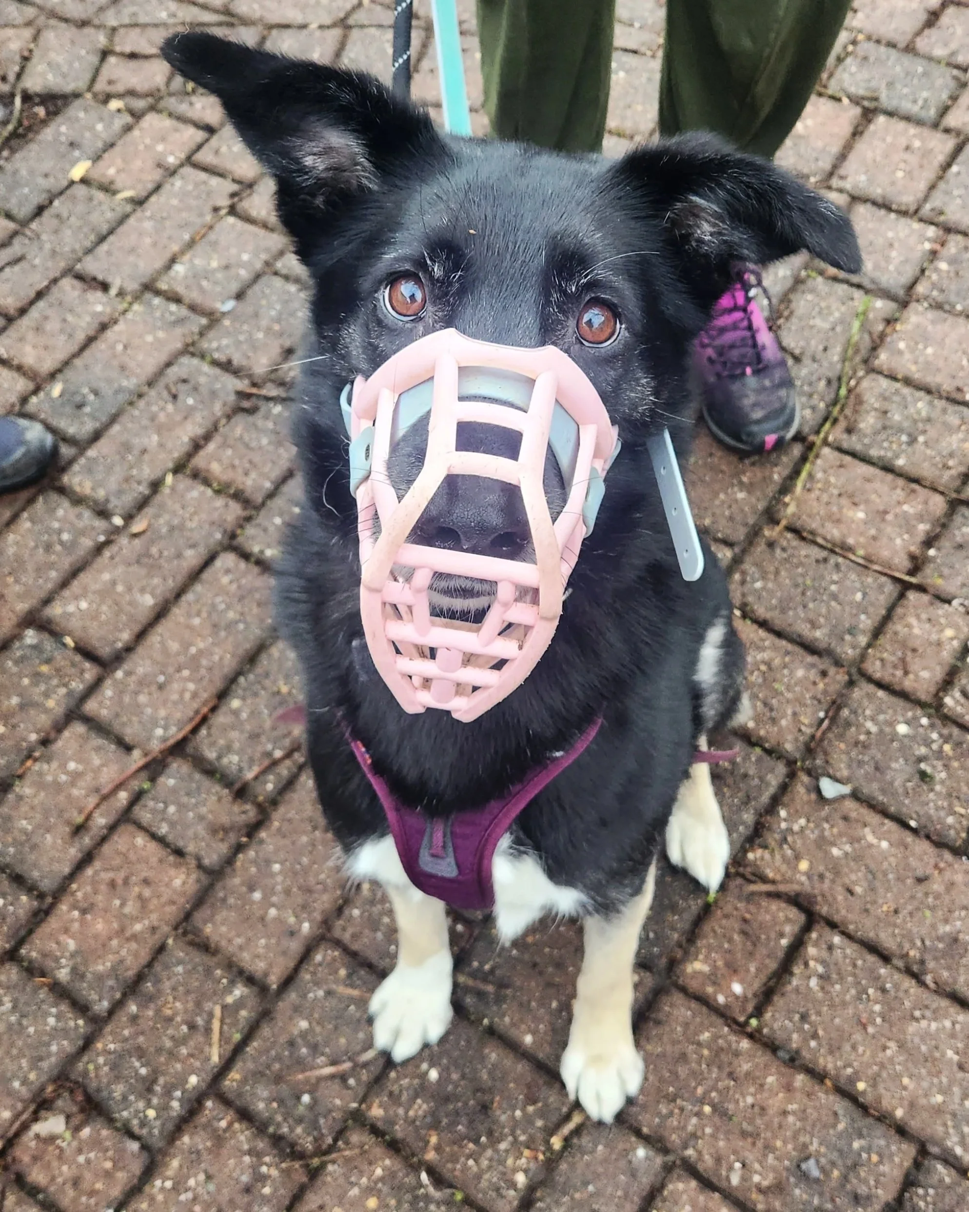 Harrietta, a Romanian rescue, is unsure of other dogs, but her stylish muzzle keeps her and everyone else safe!