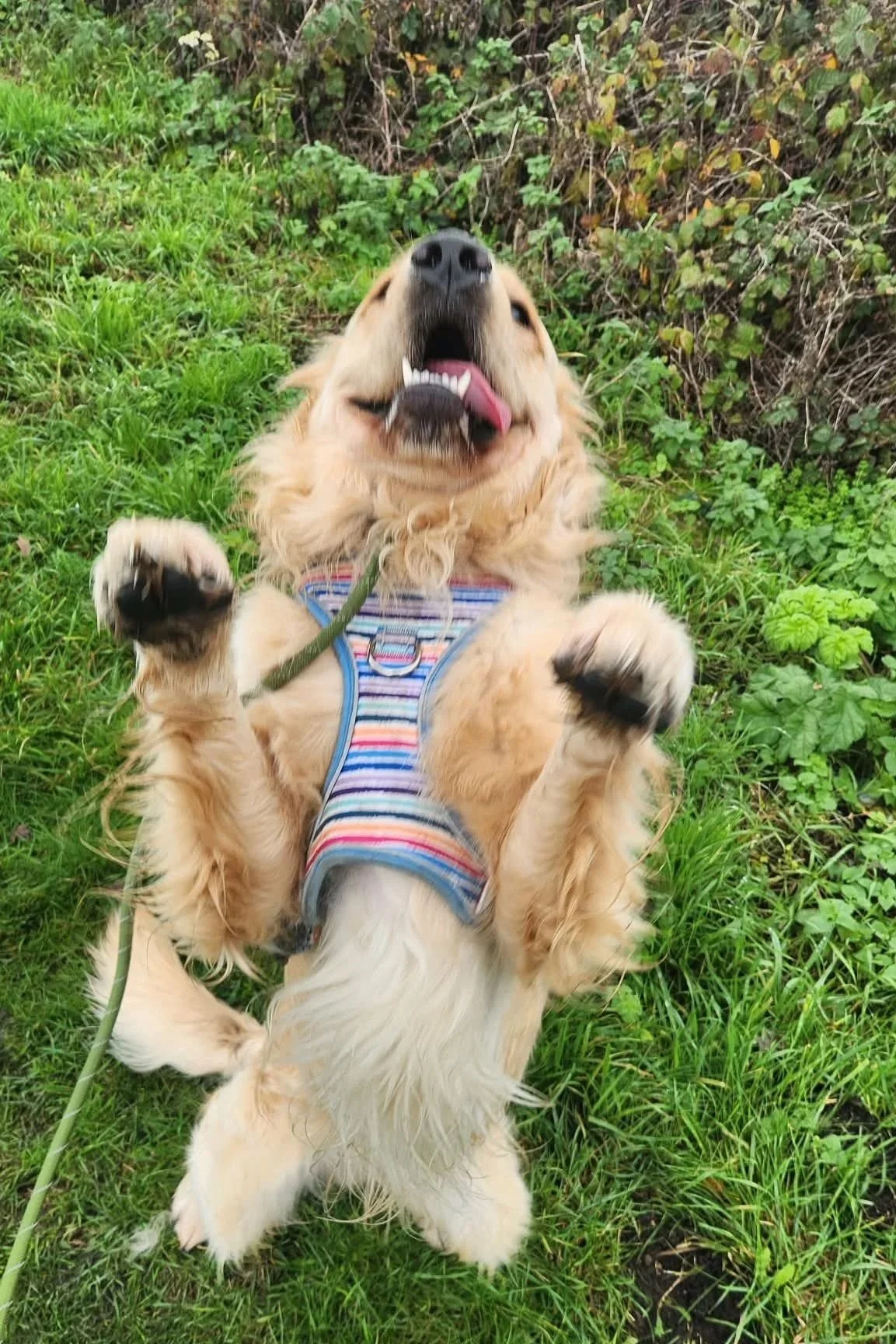 Bryn loves to show off - and why shouldn't he? He's beautiful, and full of love to give.