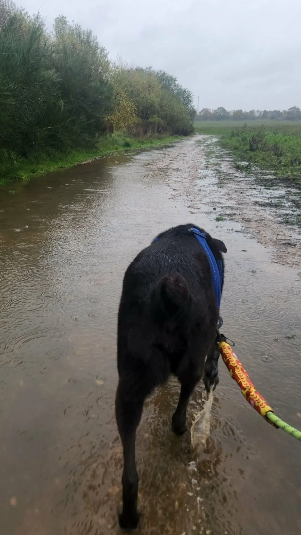 Even though Basil loves the sun, he doesn't let a little rain and puddles stop him from enjoying his walk. 