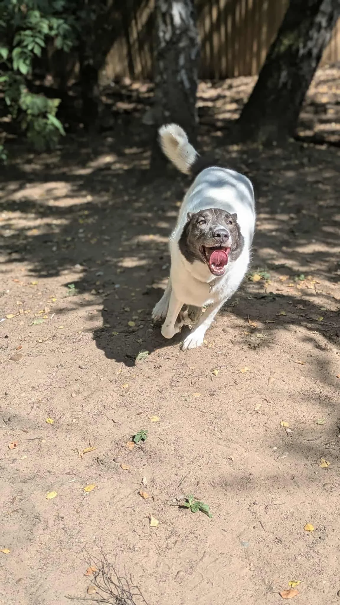 Pebble having an off-lead run in an enclosed dog run.