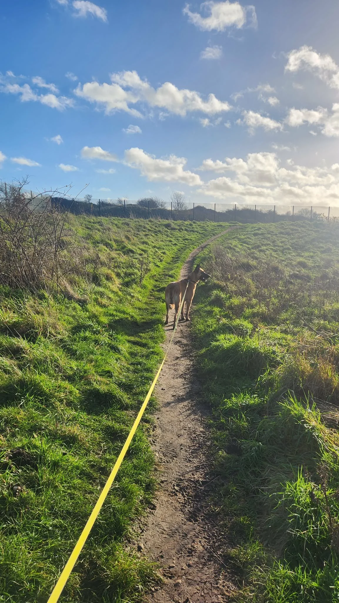 Evie is a bit of a trail-blazer herself, however a well-trodden trail is a lot easier when you have a human in tow!