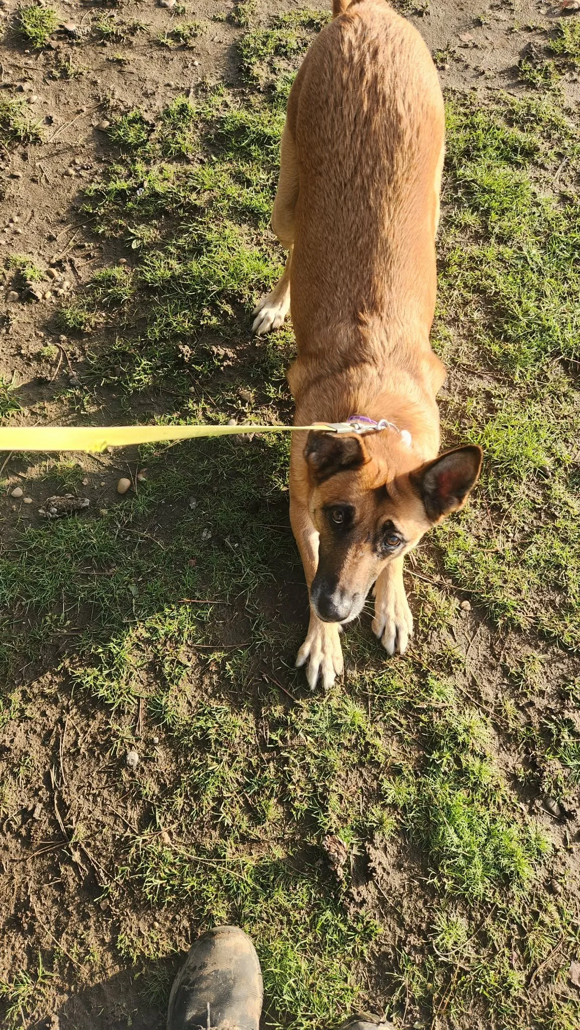 Addie loves to show off her moves in return for a ball thrown down the path.