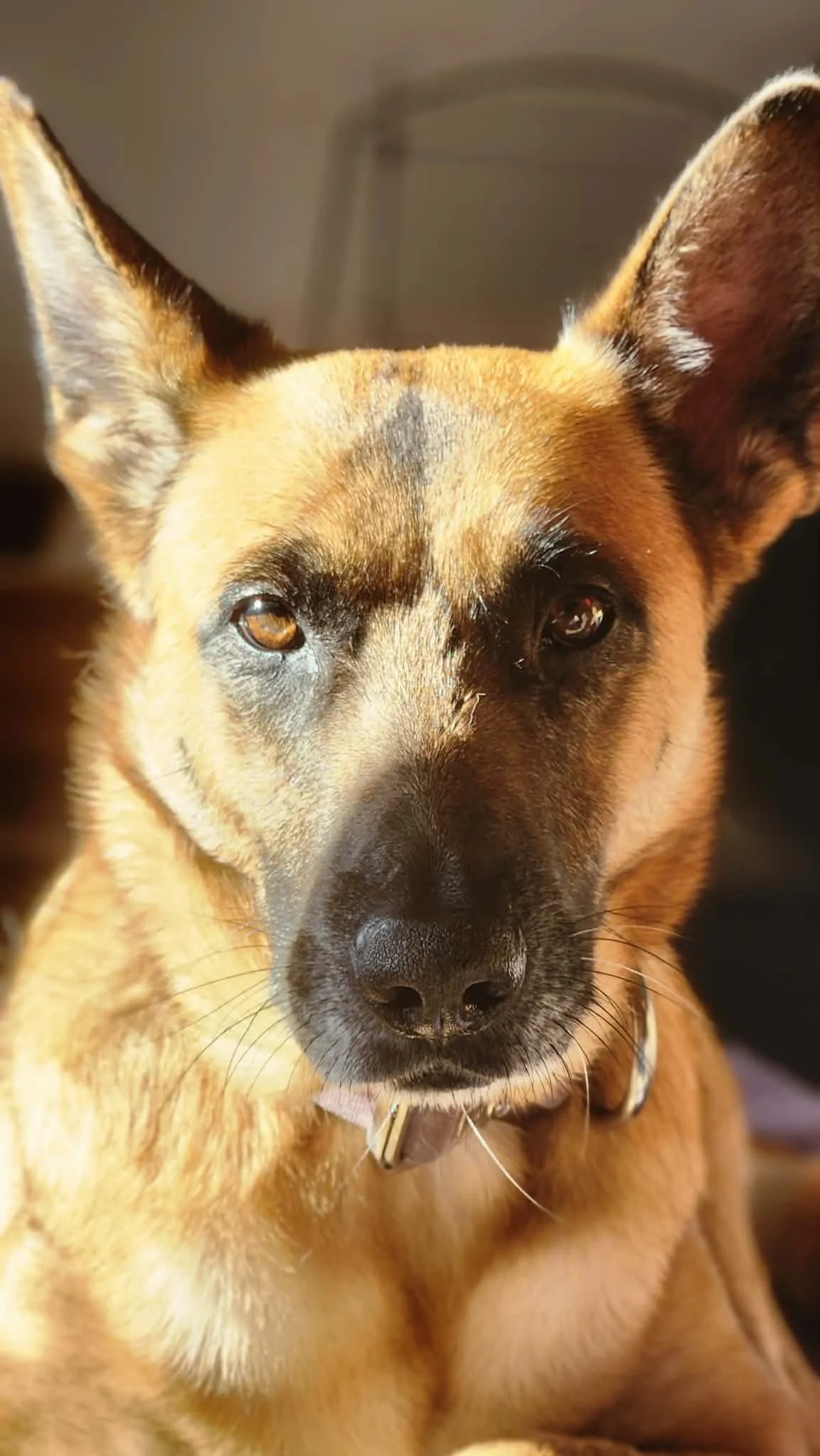 Addie enjoying the evening sun during a house visit.