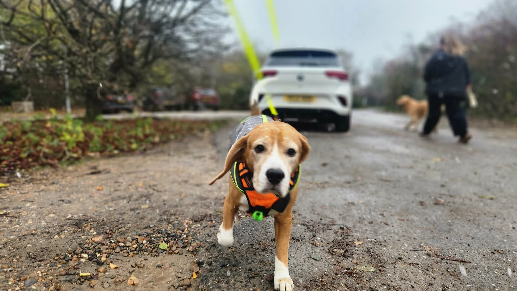 Blue has been working on getting to know more dogs and people - he's doing fantastic!
