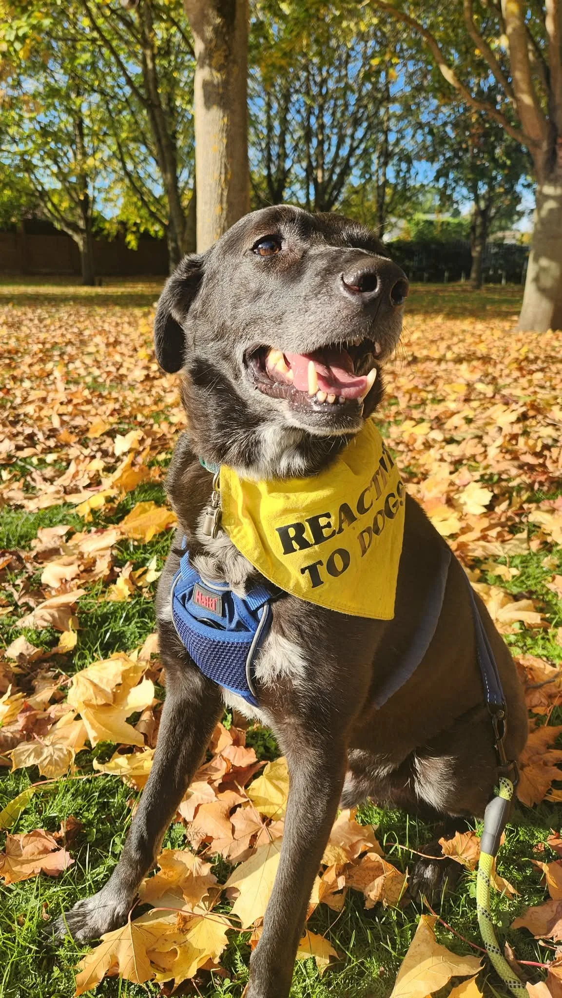 Basil looks good in autumn colours.