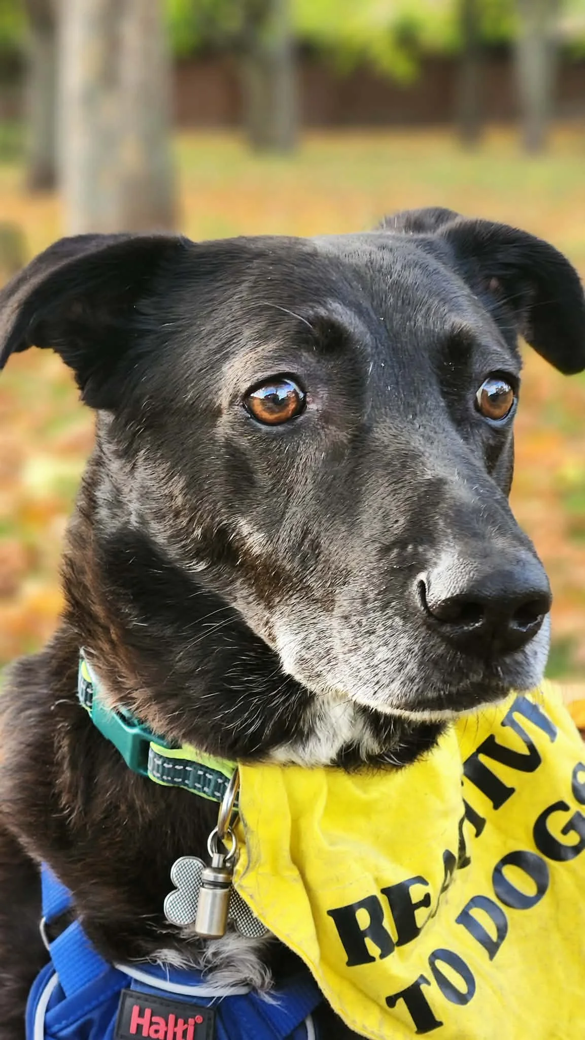 Basil sporting his fashionable "REACTIVE TO DOGS" bandana!