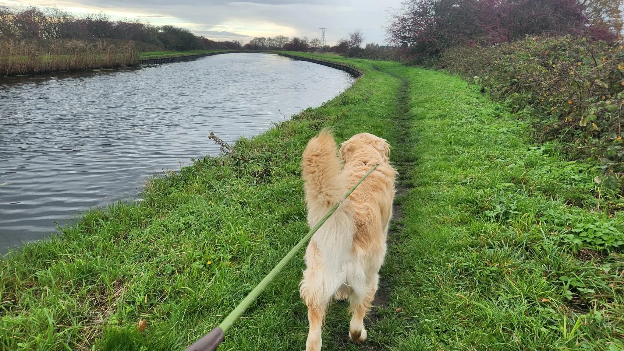 Bryn loves his canal-side walks, and makes the most of a high-traffic trail by sniffing all the spots, saying hello to all the passers-by, and pulling me along for as long as I'll let him! 