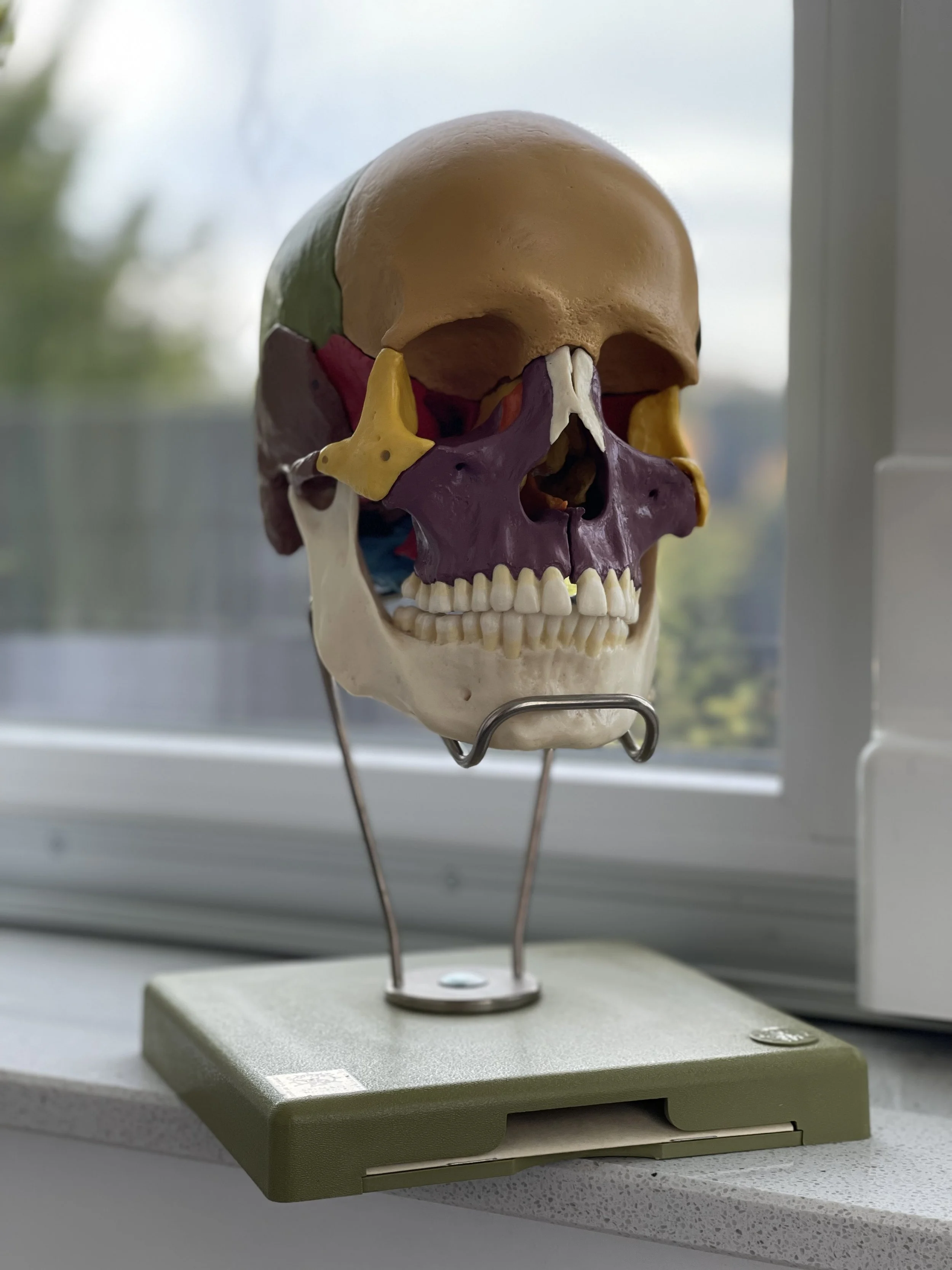 Modell eines menschlichen Schädels mit farblich hervorgehobenen Knochenstrukturen auf einem Experimentierstand.
