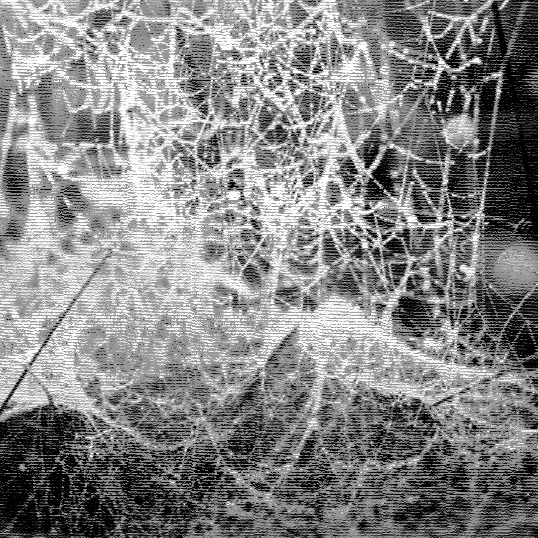 gossamer thin by JM Cox