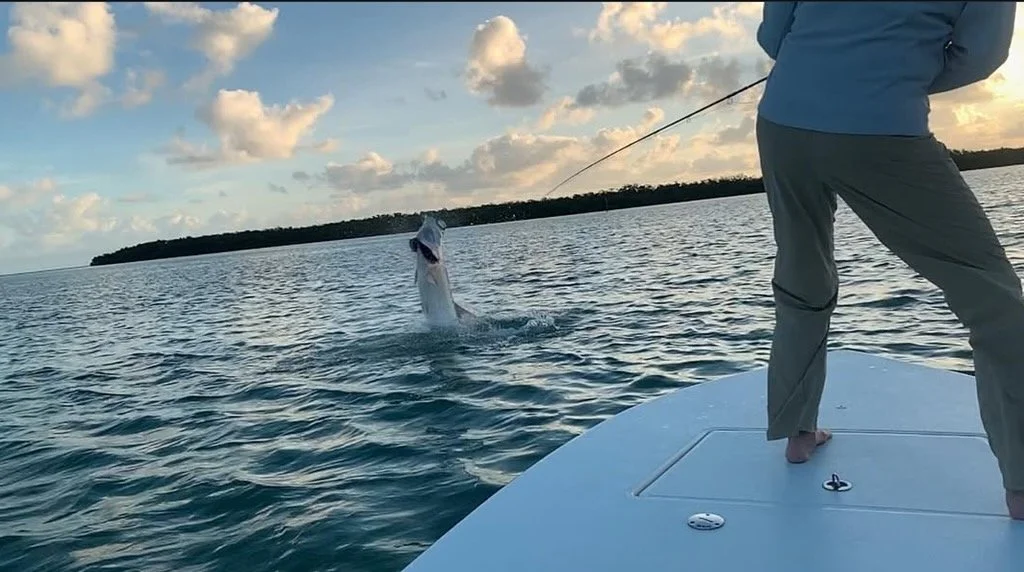"Tarpon on the fly – explosive jump in the calm shallows of the Florida Keys."