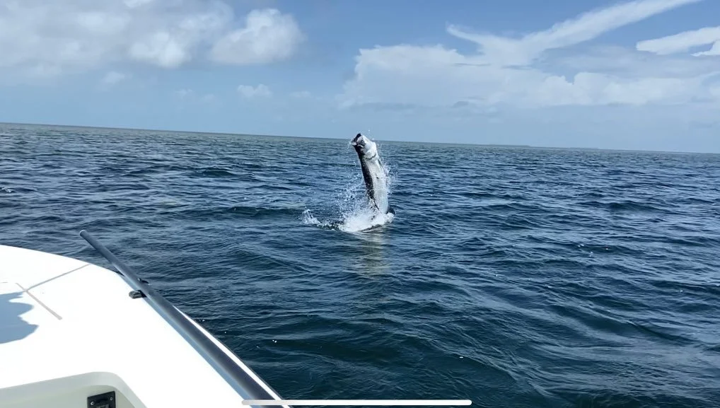 Tarpon fishing in the Florida Keys delivers incredible action, and nothing compares to watching a silver king explode out of the water offshore. This giant tarpon put on an unforgettable aerial show, a true highlight of sportfishing in Islamorada and