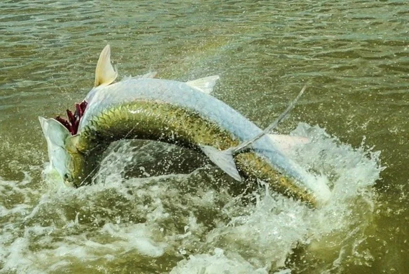 umping tarpon caught on a fishing charter in Islamorada, Florida Keys — the sport fishing capital of the world.