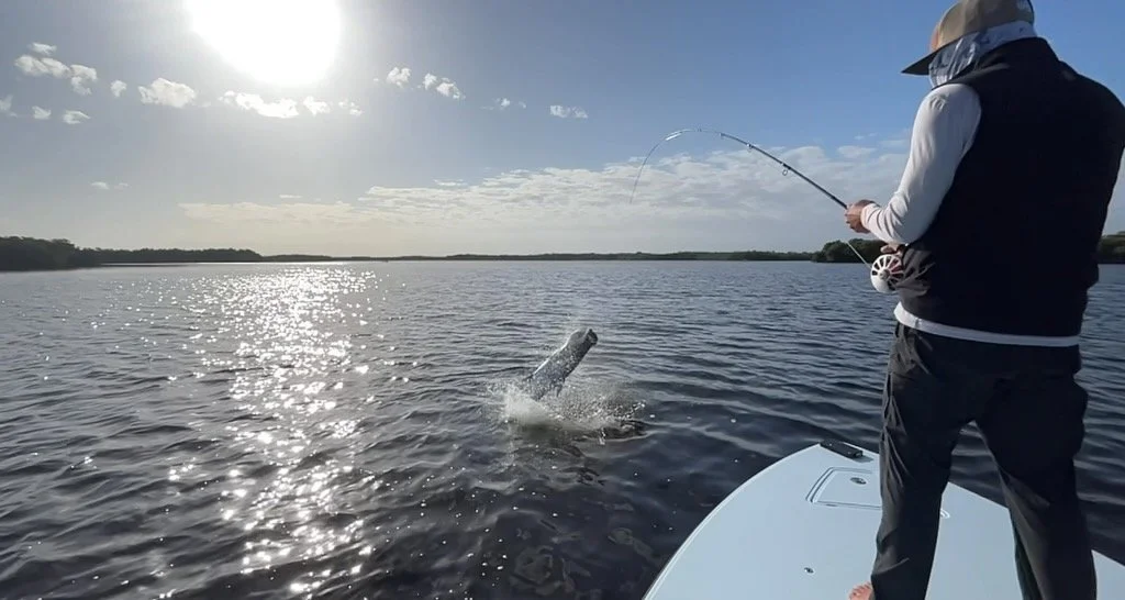 "Tarpon on the fly – explosive jump in the calm shallows of the Florida Keys."
