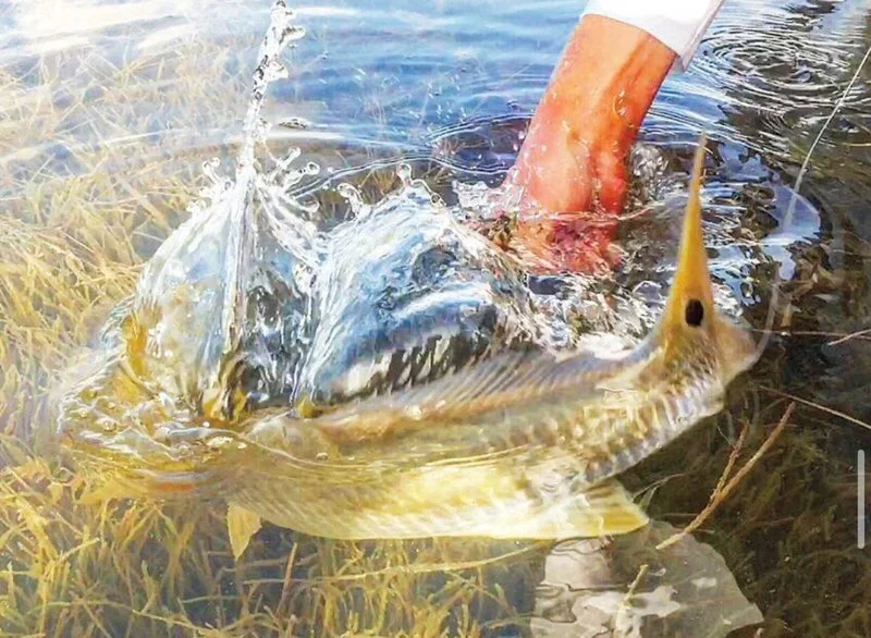 Redfish splashing in shallow grass flats as an angler releases it during an Everglades fly fishing trip.
