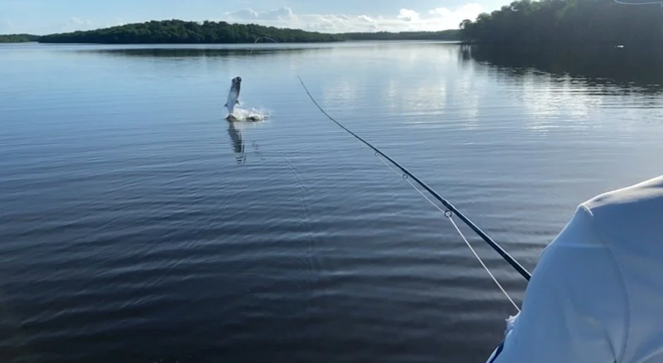 Fly fishing for tarpon in the Florida Keys and Everglades delivers explosive action. Watch giant tarpon leap from the water as you battle these silver kings on guided trips in Islamorada and Florida Bay.