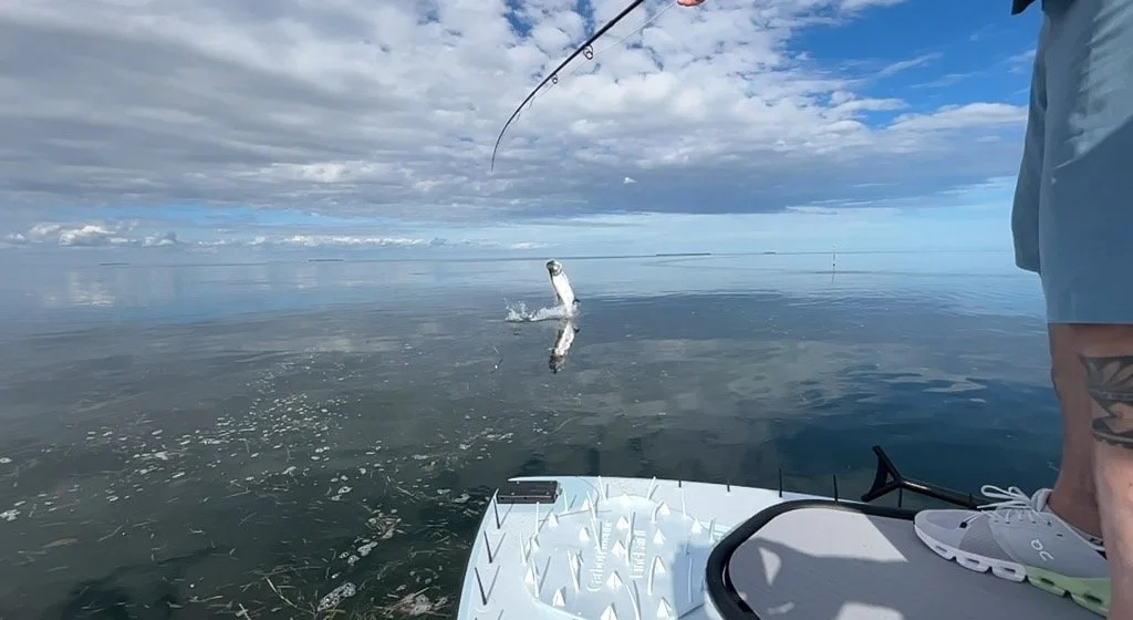 "Hooked-up at sunrise – an angler battles a leaping tarpon in the flats."