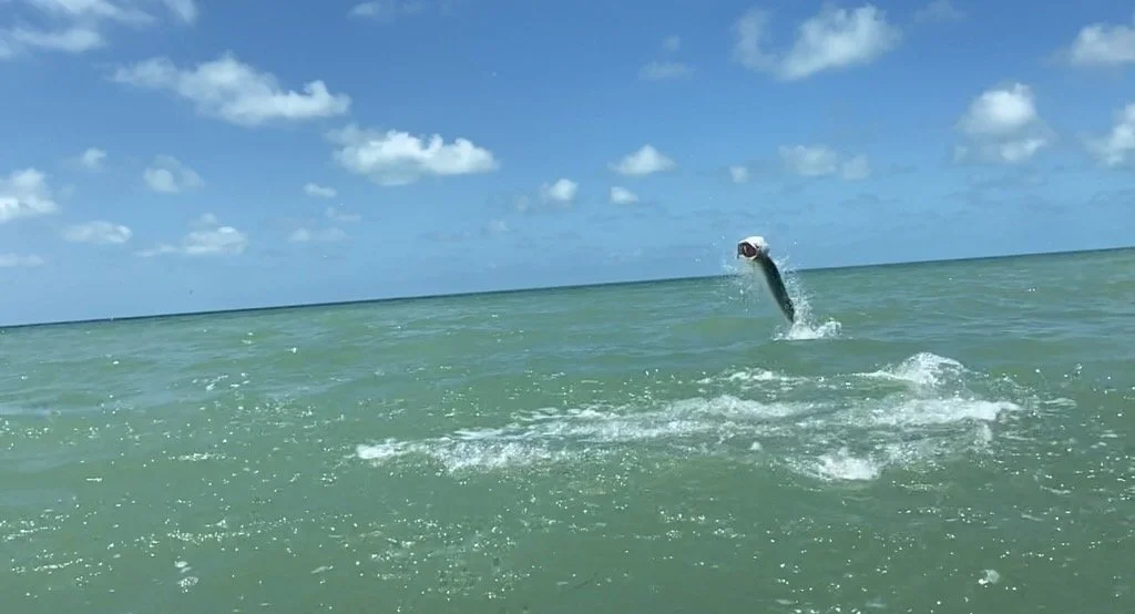 "Hooked-up at sunrise – an angler battles a leaping tarpon in the flats."