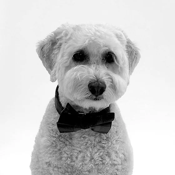 Photo en noir et blanc de Cooper, un goldendoodle portant un nœud papillon.
