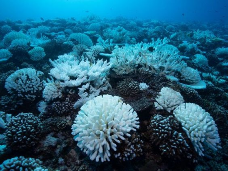 Underwater coral reef with various white and light blue corals and marine life.