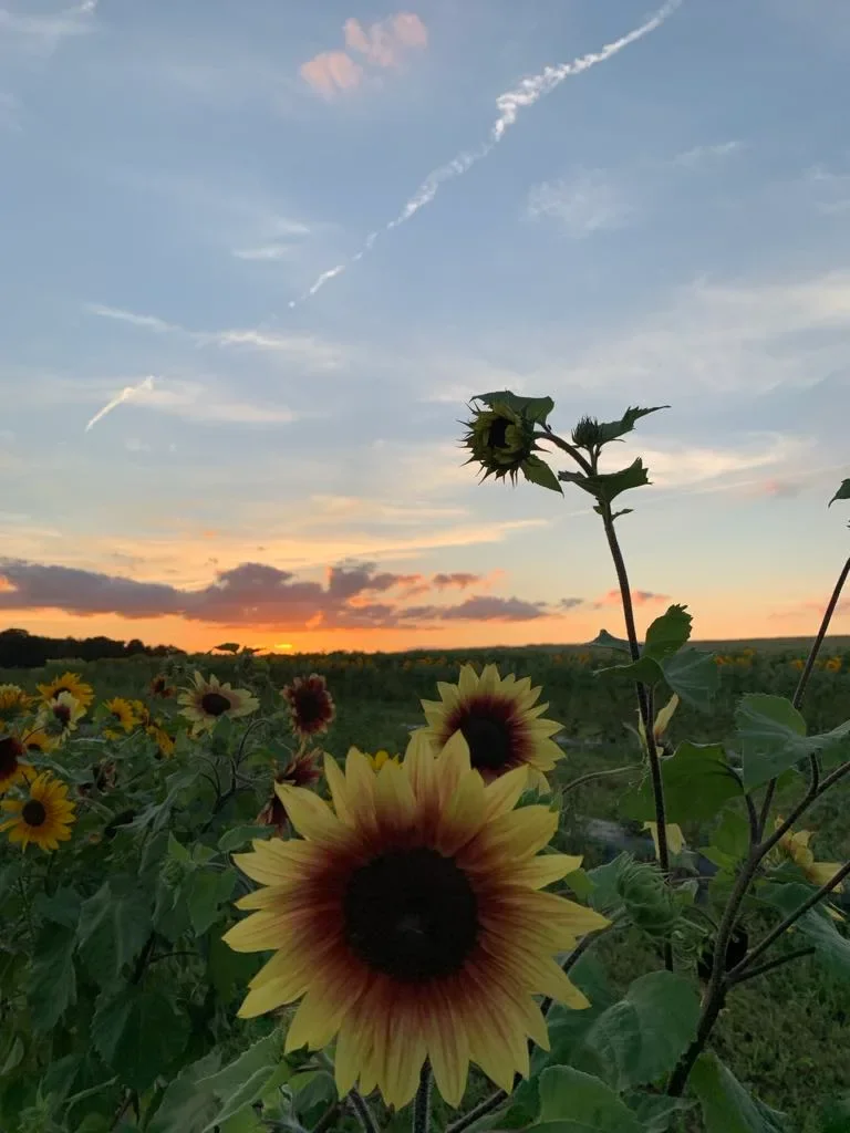 Sunflowers in a field during sunset with a partly cloudy sky and airplane trails overhead.