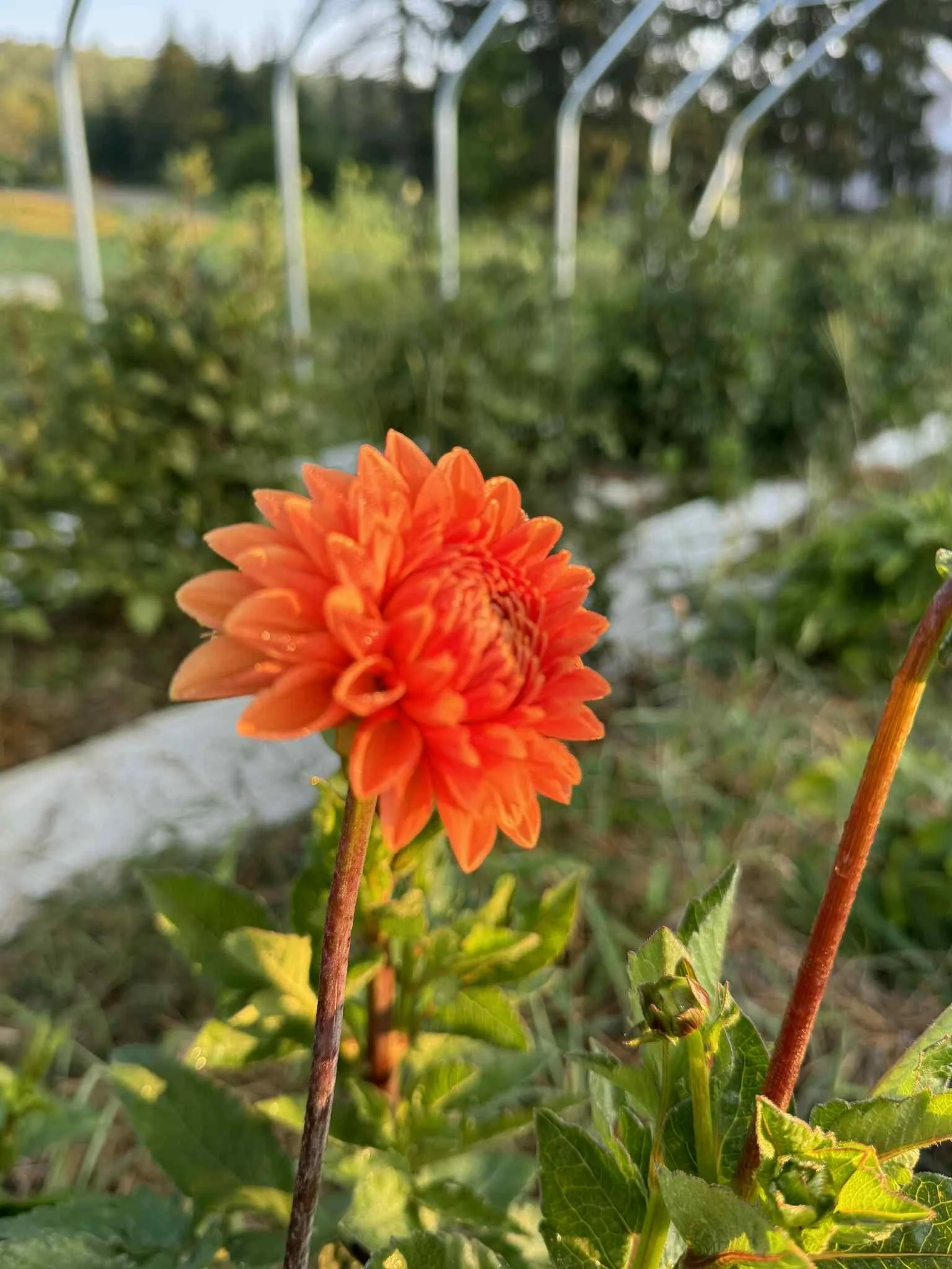 Orange dahlia flower in a garden with green foliage and a blurred background.