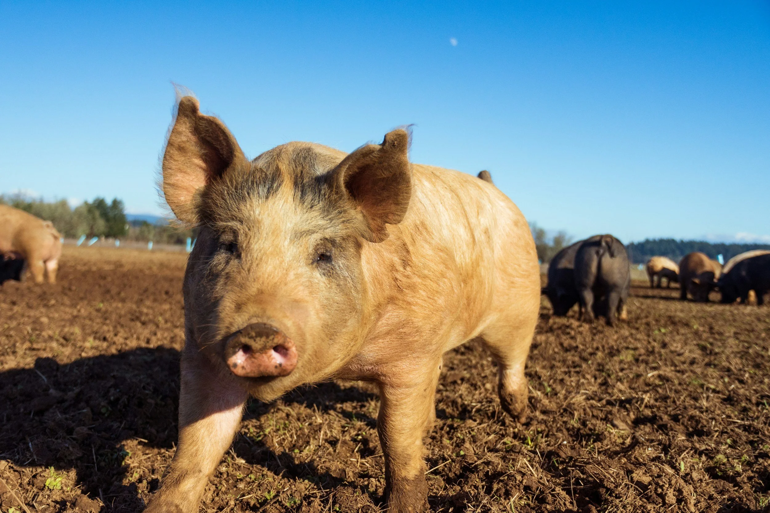 A close-up of a pig standing on dirt in a farm field, with other pigs in the background under a clear blue sky.