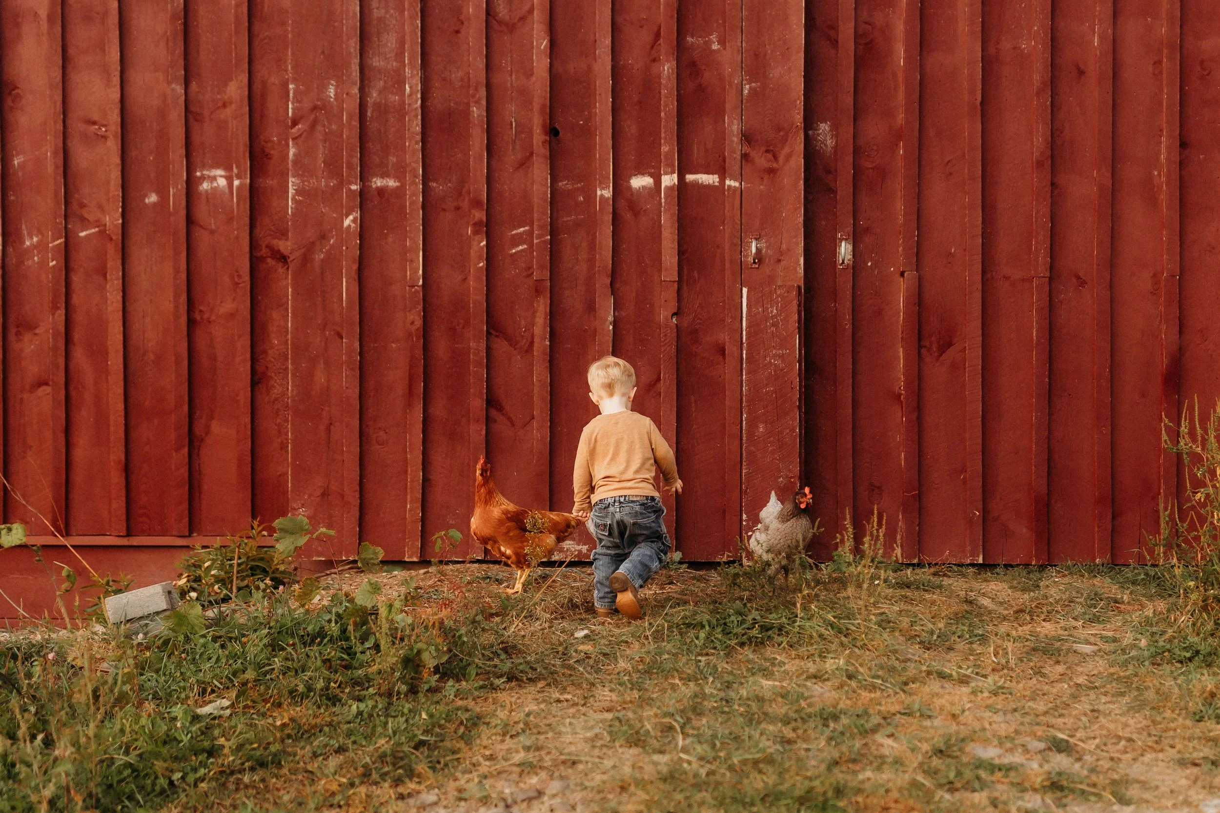 A young boy in a beige sweater and jeans walking towards a red barn with a chicken and rooster nearby in a farmyard.