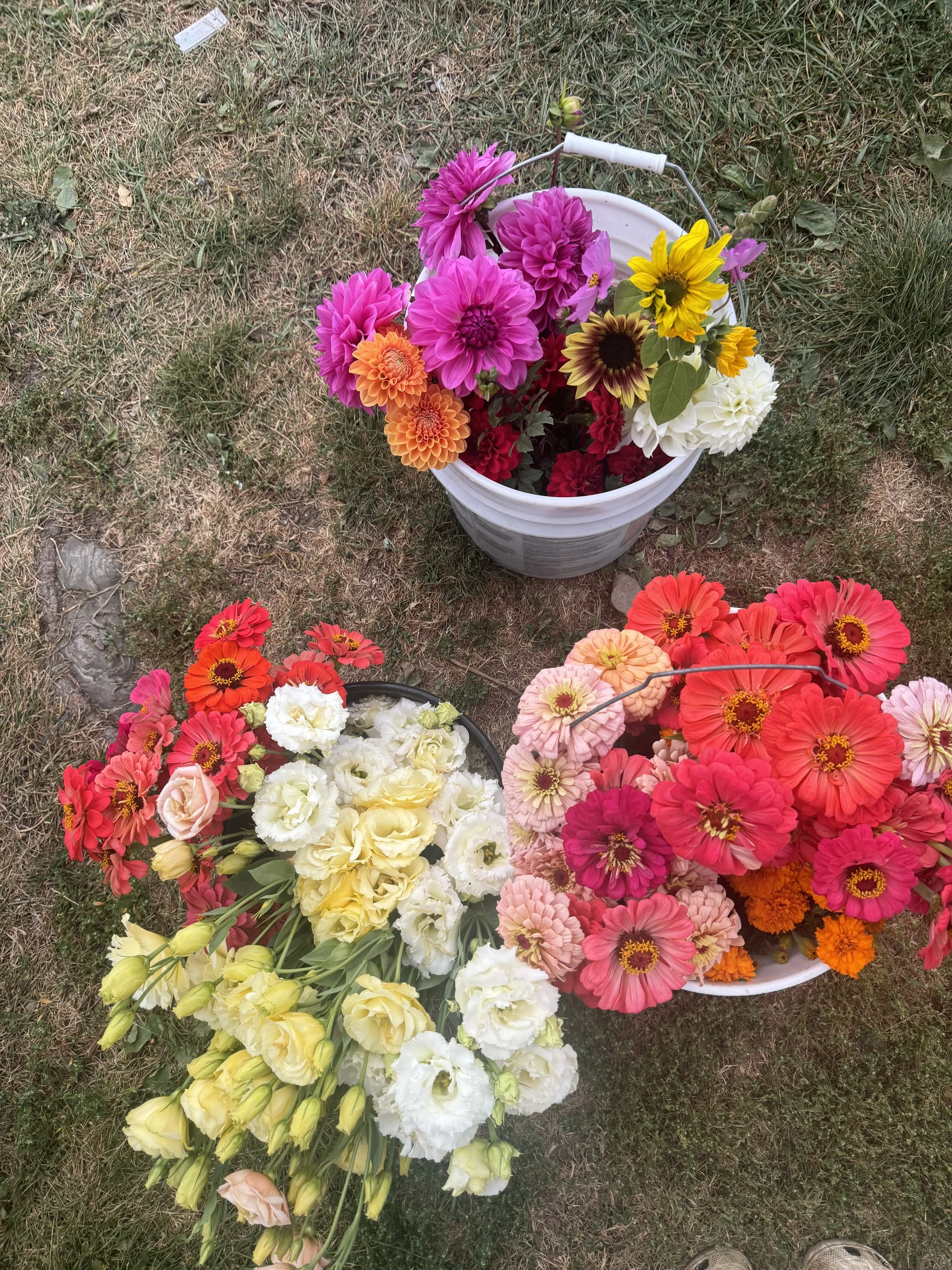Baskets and bouquet of colorful flowers including dahlias, zinnias, and carnations on grass.