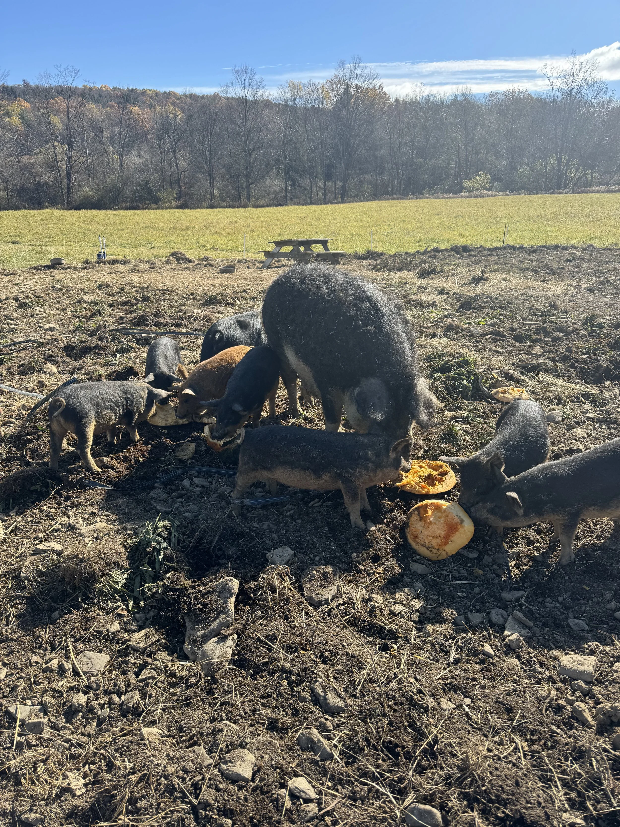 Group of piglets and a pig eating pumpkins in a farm field on a sunny day with a picnic table and trees in the background.