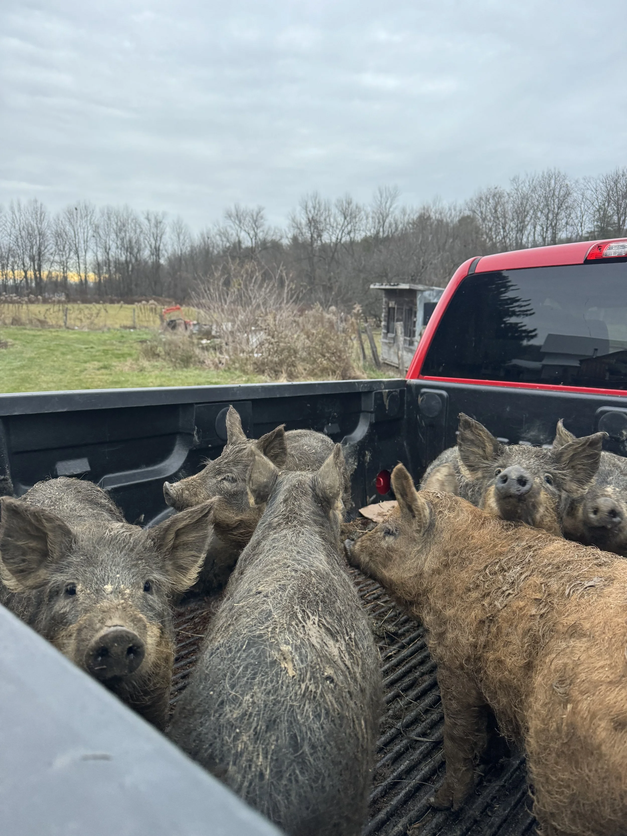 Group of pigs in the back of a red pickup truck on a farm with trees and a small shed in the background.